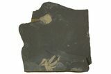 Ordovician Brittle Star (Ophiura) - Morocco #329151-1